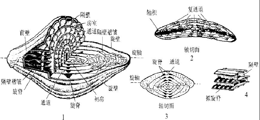 䗴 䗴