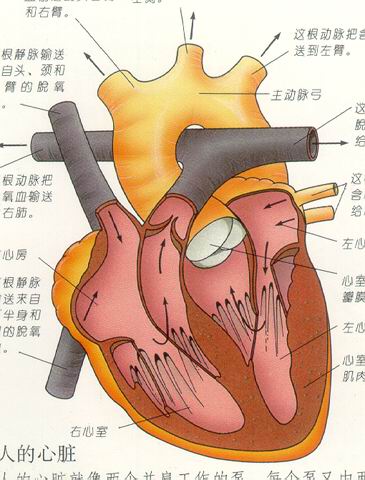 心脏解剖图 心脏解剖图