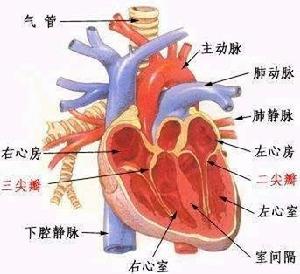 心脏示意图 心脏示意图