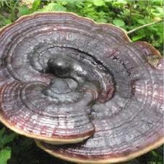 灵芝 灵芝