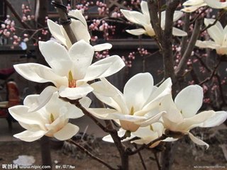 翡翠花 翡翠花