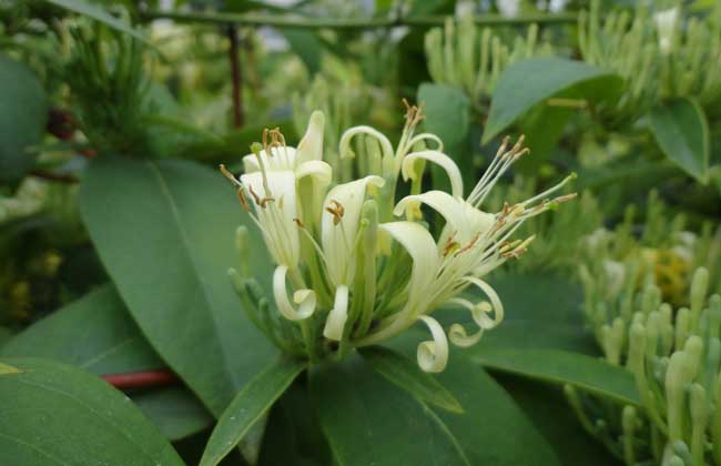 密二花 密二花