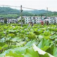 上屯村(龙泉镇中屯村民委员会下辖村)