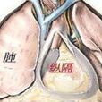 纵隔淋巴结增生