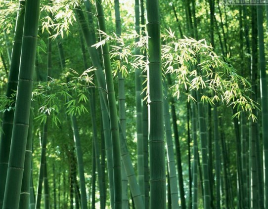 乾河村竹林 乾河村竹林
