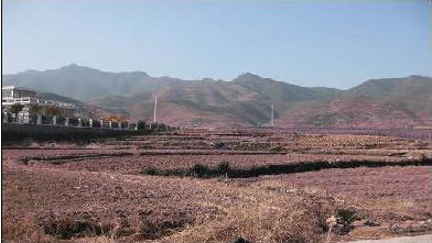 蔡宅村新农村建设中改造一新的田地 蔡宅村新农村建设中改造一新的田地