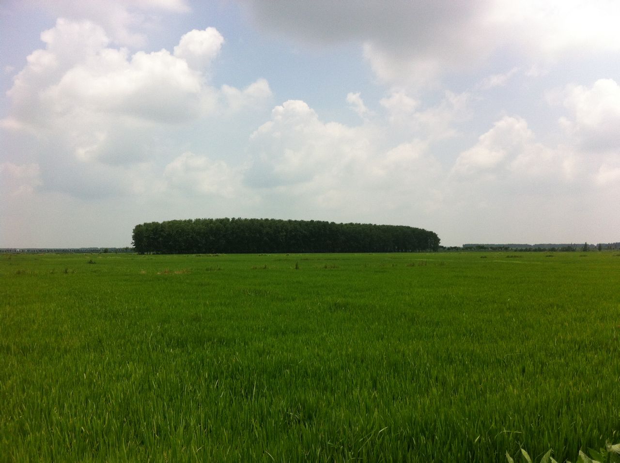 三湖农场 三湖农场