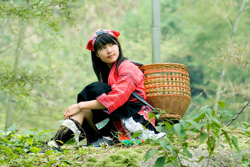 大苗山野生茶採摘 大苗山野生茶採摘