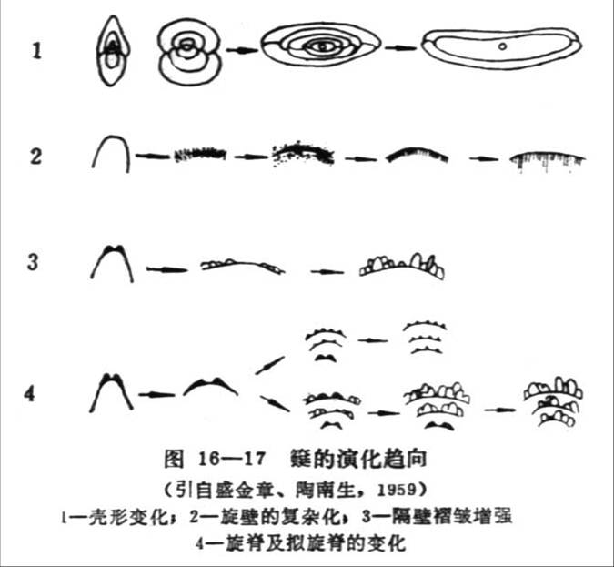 䗴的演化趋向 䗴的演化趋向