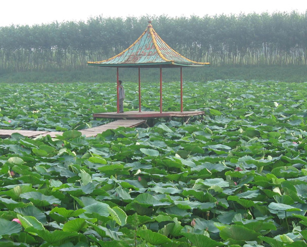 莲花源