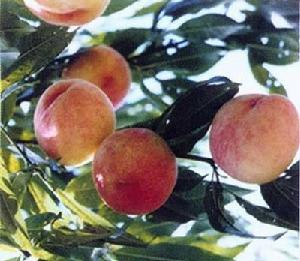 凤桥三星水蜜桃 凤桥三星水蜜桃