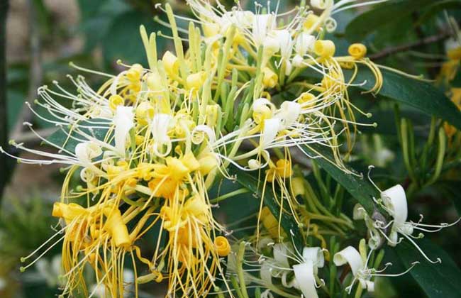 密二花 密二花
