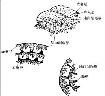 䗴壳的隔壁和副隔壁 䗴壳的隔壁和副隔壁