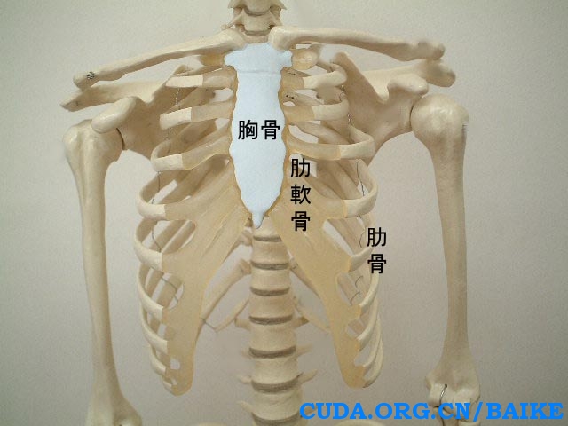 肋软骨