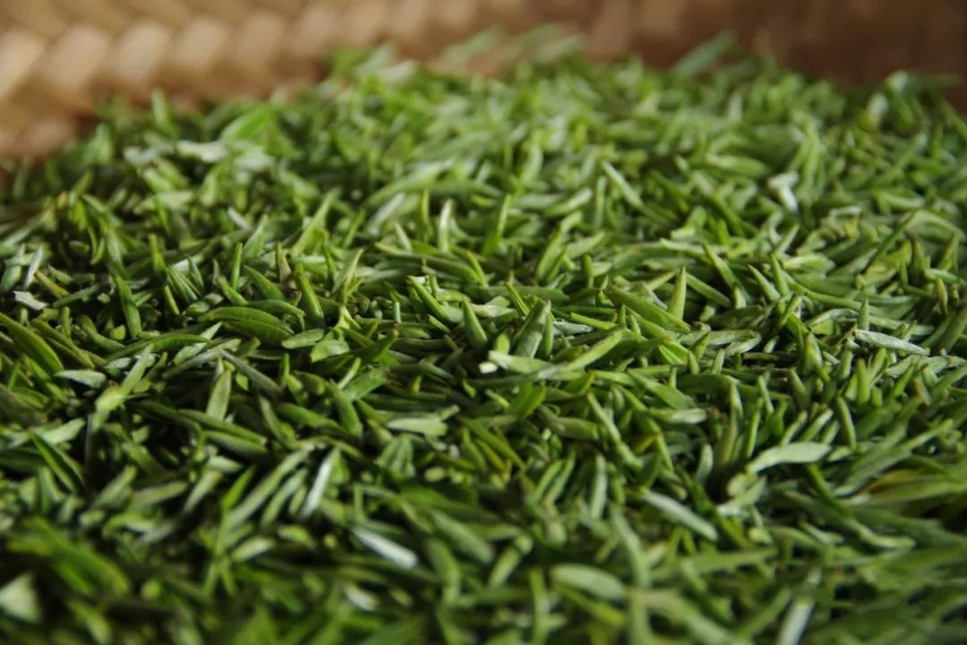蒙山茶 蒙山茶