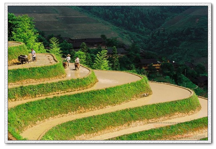 土地流转 土地流转