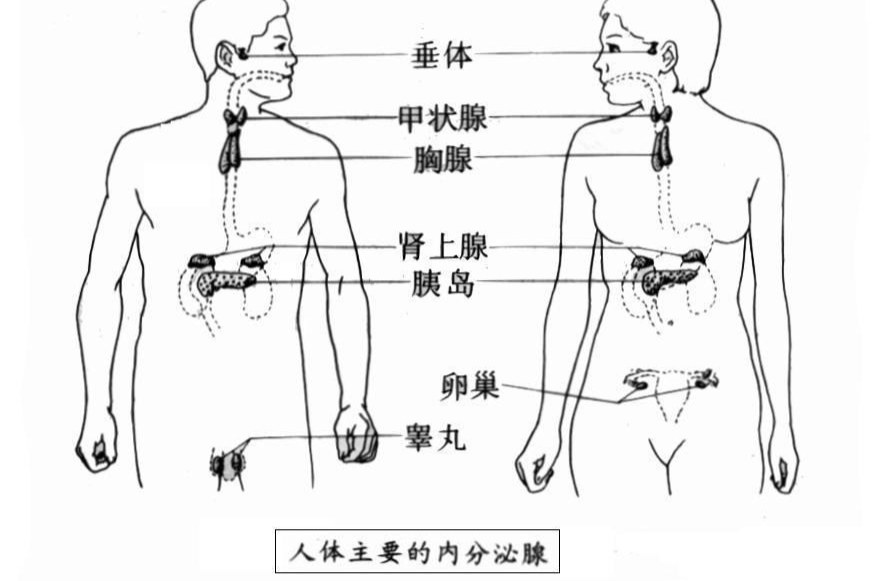 内分泌腺