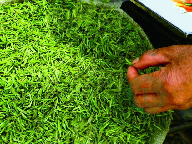 蒙顶山茶芽(一茶一叶) 蒙顶山茶芽(一茶一叶)