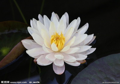 翡翠花 翡翠花