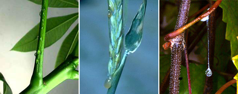甘露蜜 甘露蜜