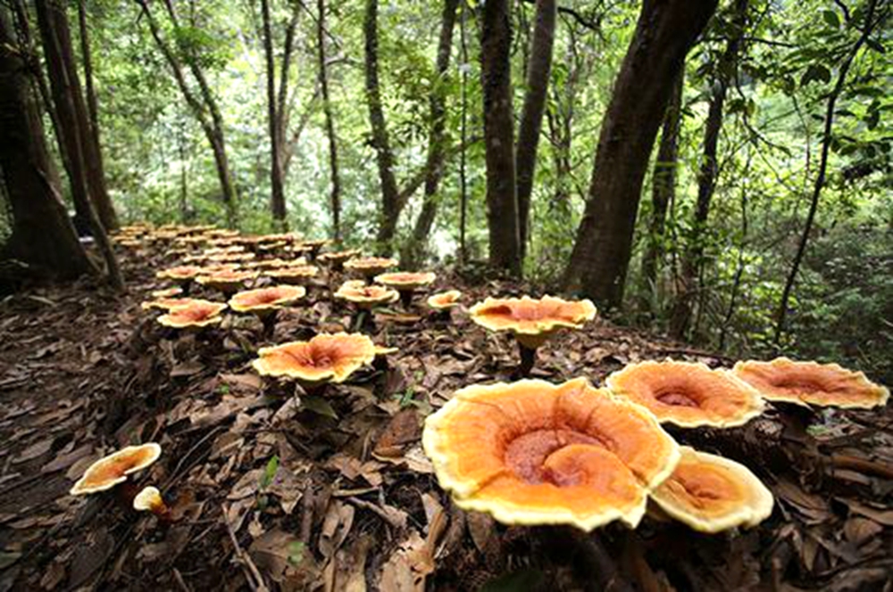 龙泉灵芝孢子粉 龙泉灵芝孢子粉