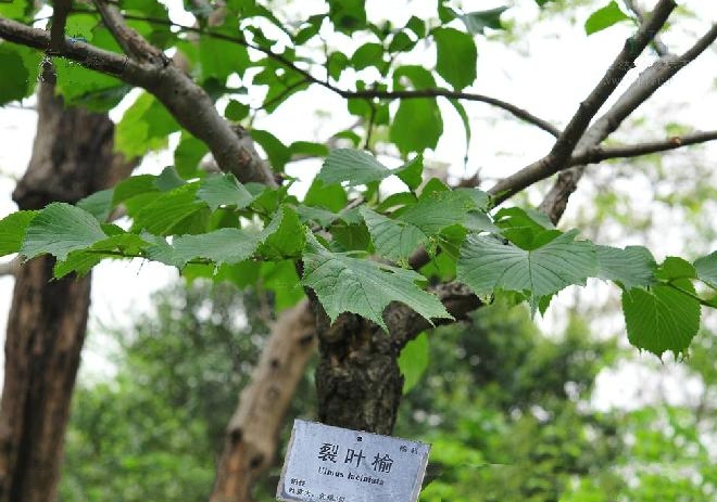 榆树（裂叶榆）U4