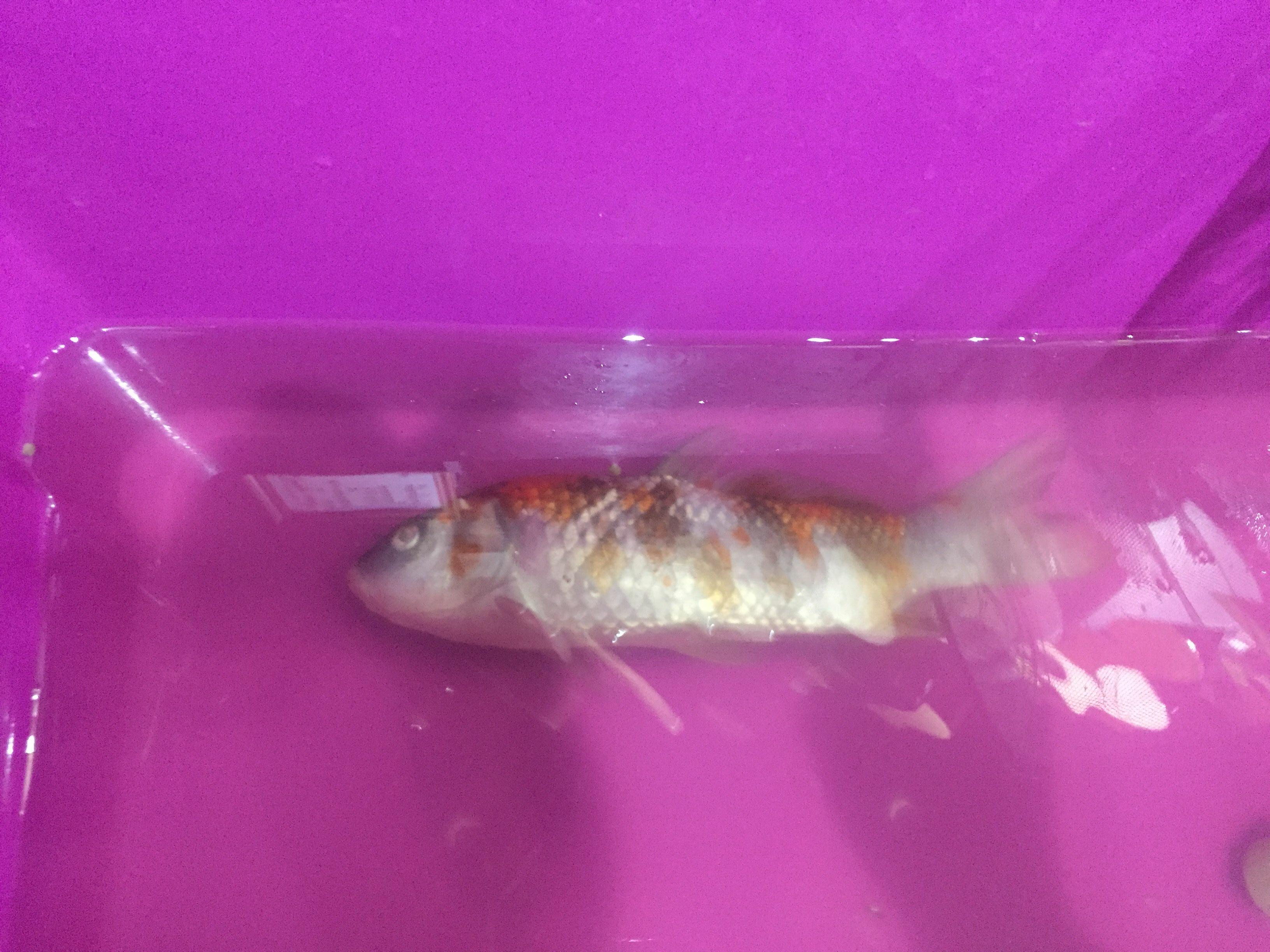 鱼鳔失调病