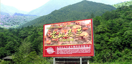 元生泰武夷山大安老枞灵芝基地 元生泰武夷山大安老枞灵芝基地