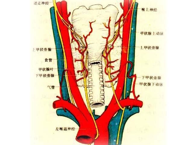 慢性甲状腺炎