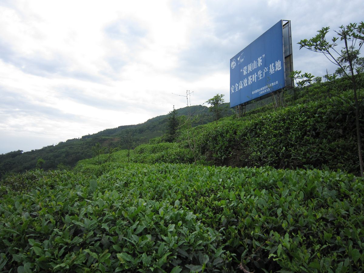 蒙顶山生态茶叶基地 蒙顶山生态茶叶基地
