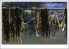东阳霉乾菜 东阳霉乾菜