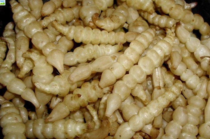 玉环菜