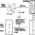 基因诊断方法