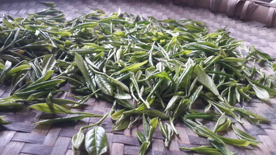 蒙顶大甘露