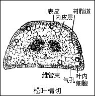 角质层 角质层