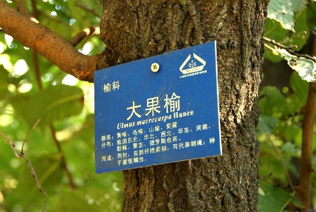 榆树（裂叶榆）U1