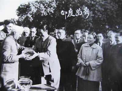 印度总理尼赫鲁迎接徐国庆培育的金鱼 印度总理尼赫鲁迎接徐国庆培育的金鱼