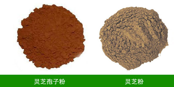 孢子粉 孢子粉