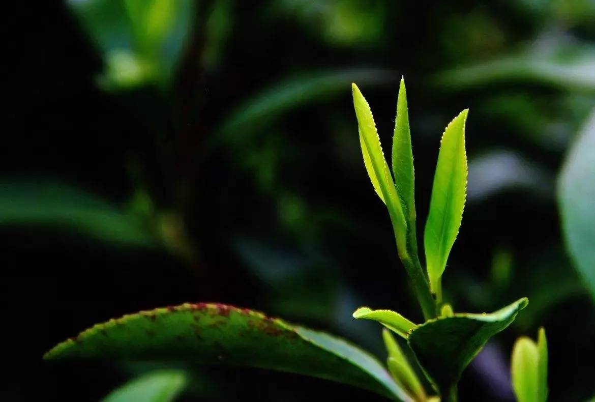 蒙山茶 蒙山茶