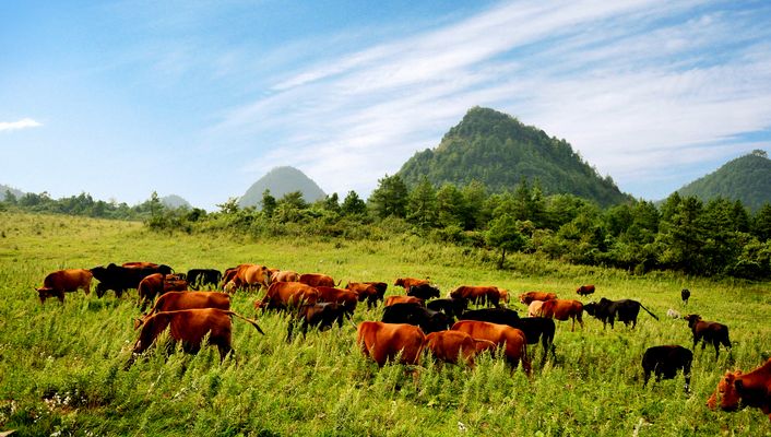岐山草场 岐山草场