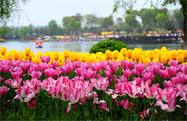 上海鲜花港 上海鲜花港