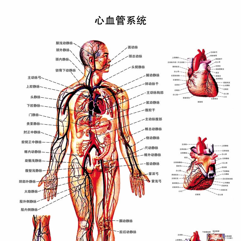 心血管系统