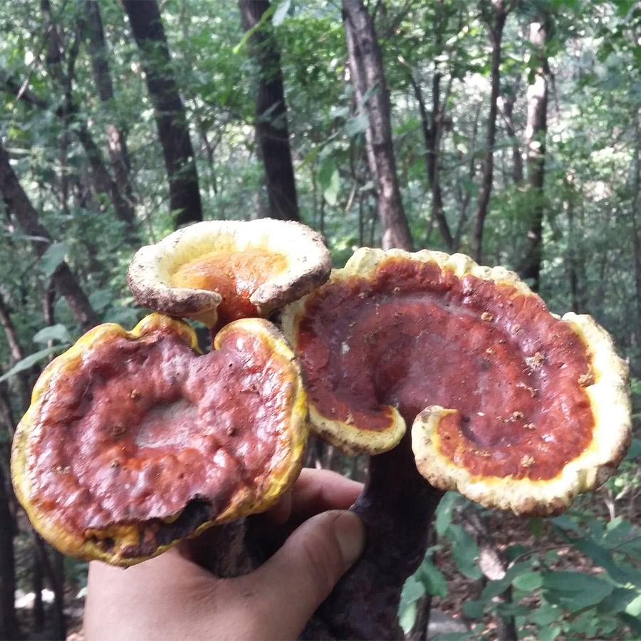 林芝灵芝 林芝灵芝