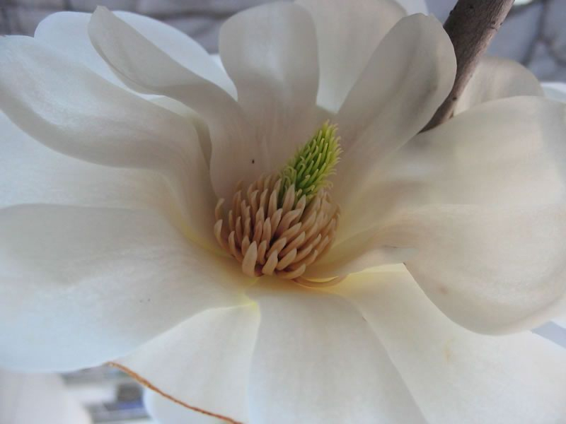 木兰目