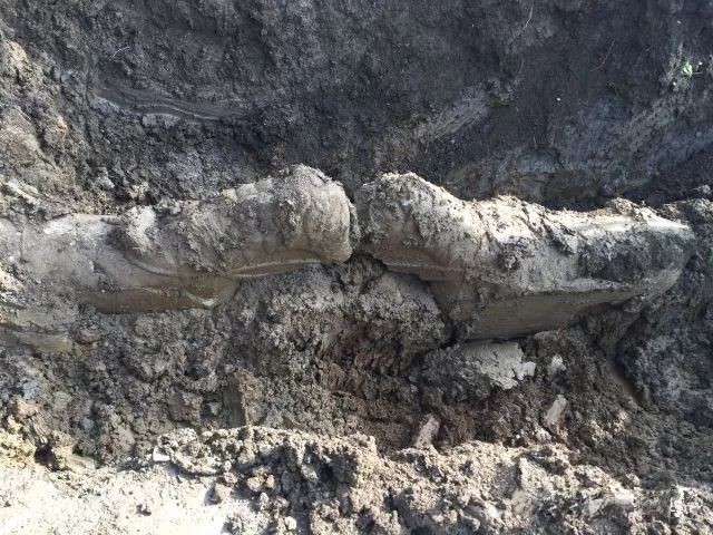 墓道石马 墓道石马